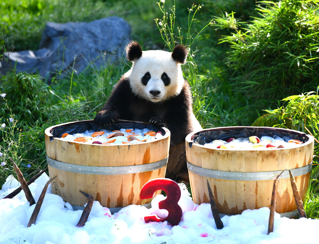 8月31日，在德國柏林動物園，大熊貓“夢想”准備享用“生日桶”。
