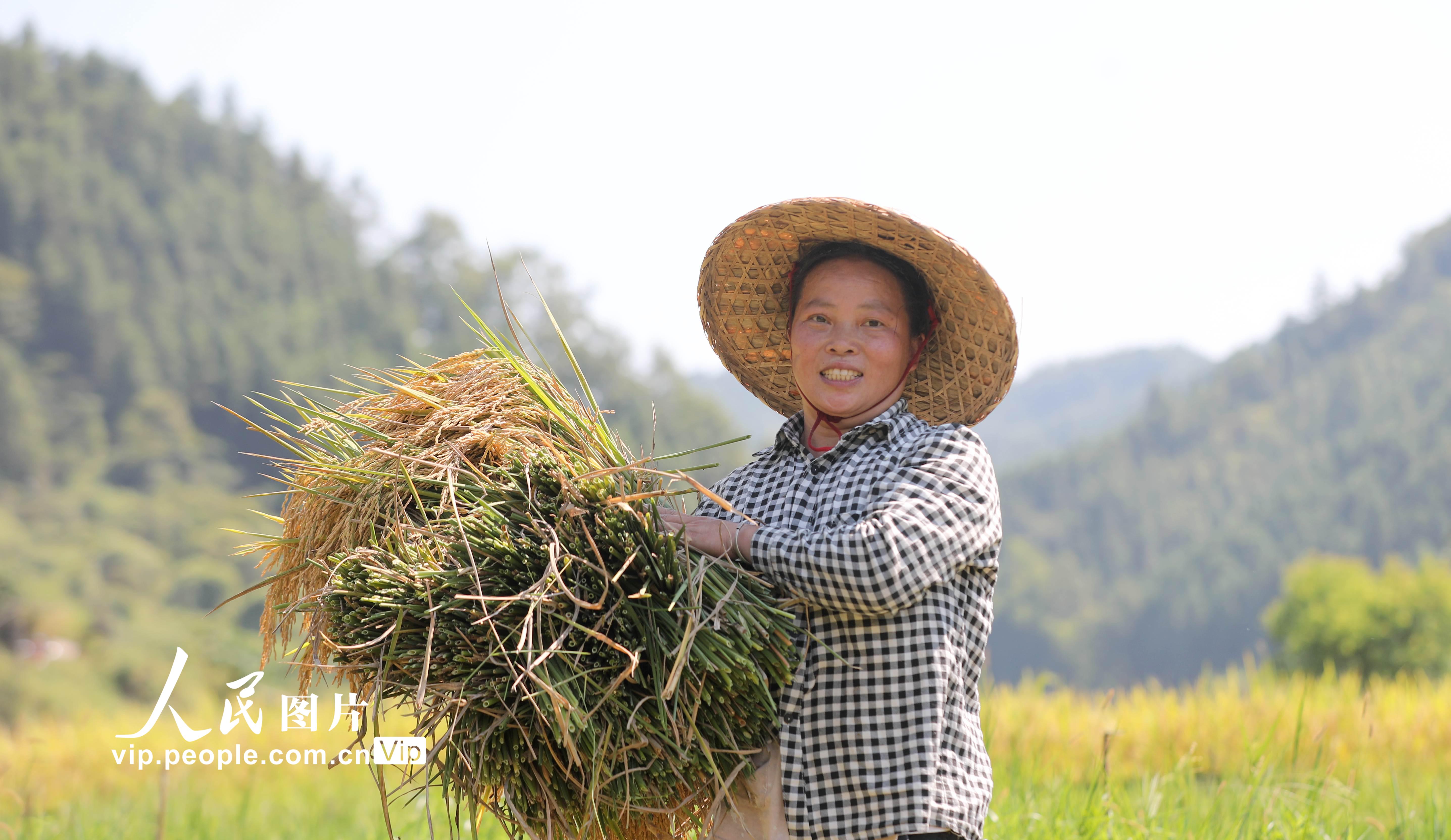 2022年9月2日，三江侗族自治县良口乡南寨村良力屯村民在收割稻谷。