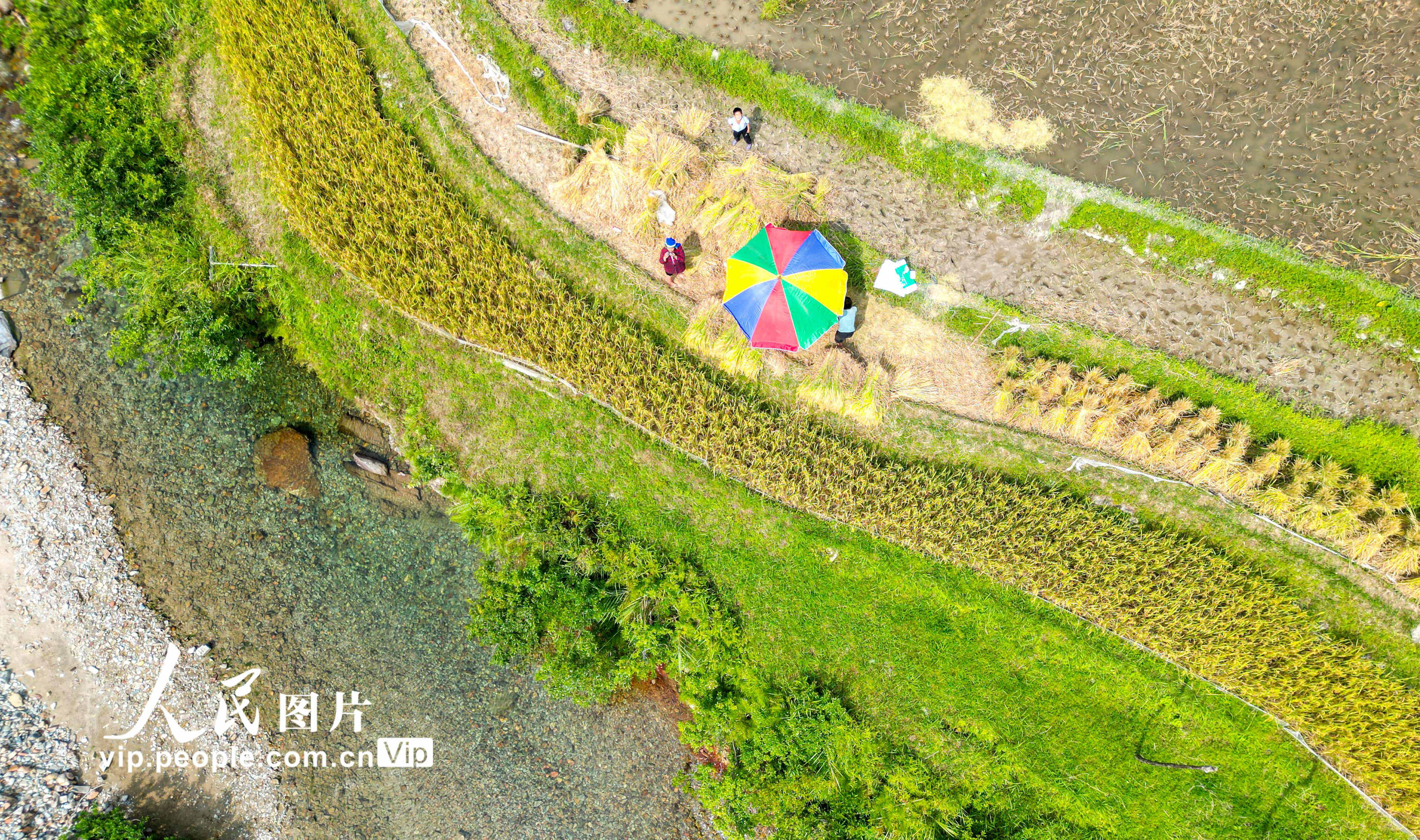 2022年9月3日，村民在貴州省黔東南苗族侗族自治州從江縣加鳩鎮加頁村梯田裡收割稻谷。
