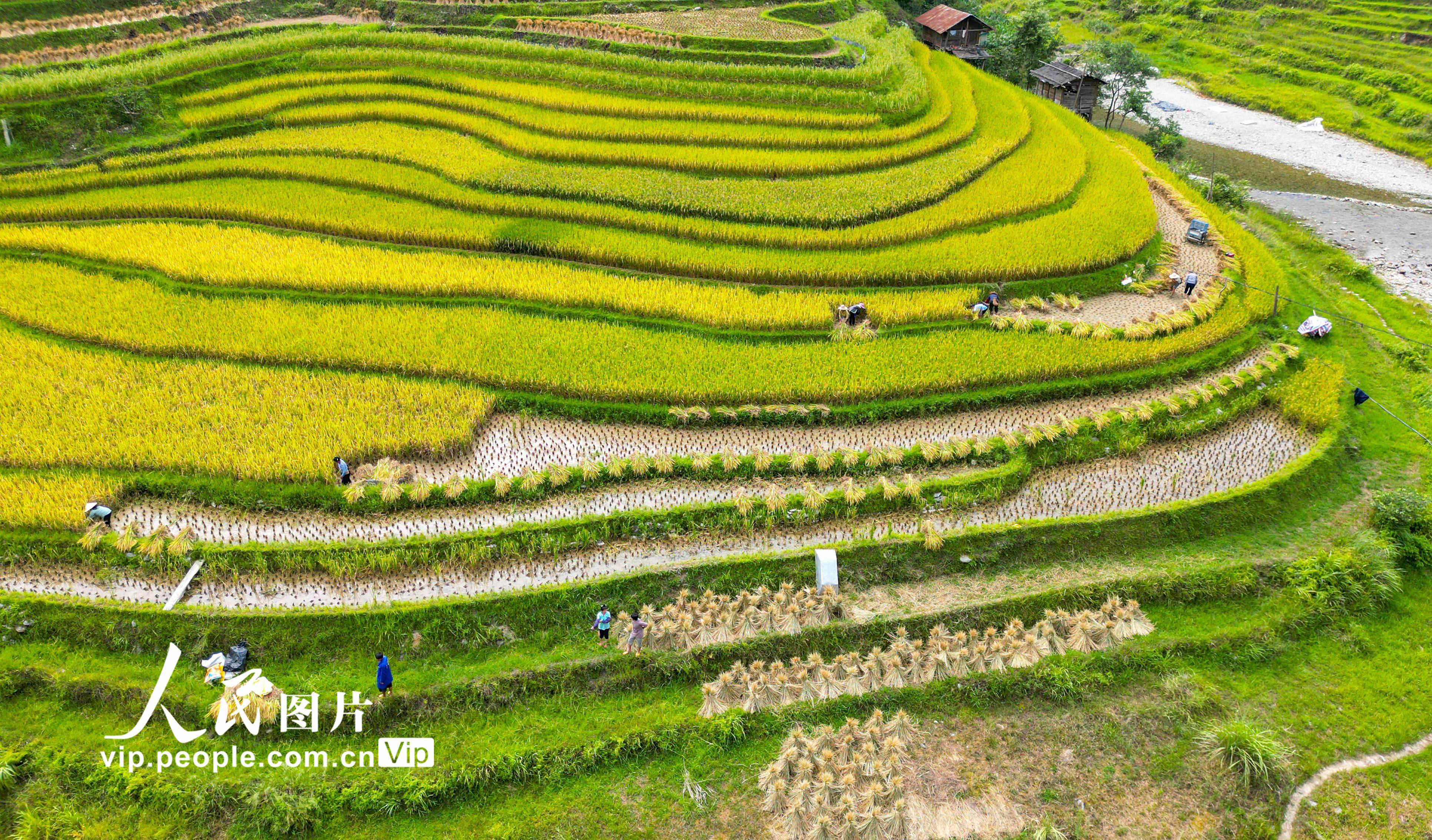 2022年9月3日，村民在贵州省黔东南苗族侗族自治州从江县加鸠镇加页村梯田里收割稻谷。