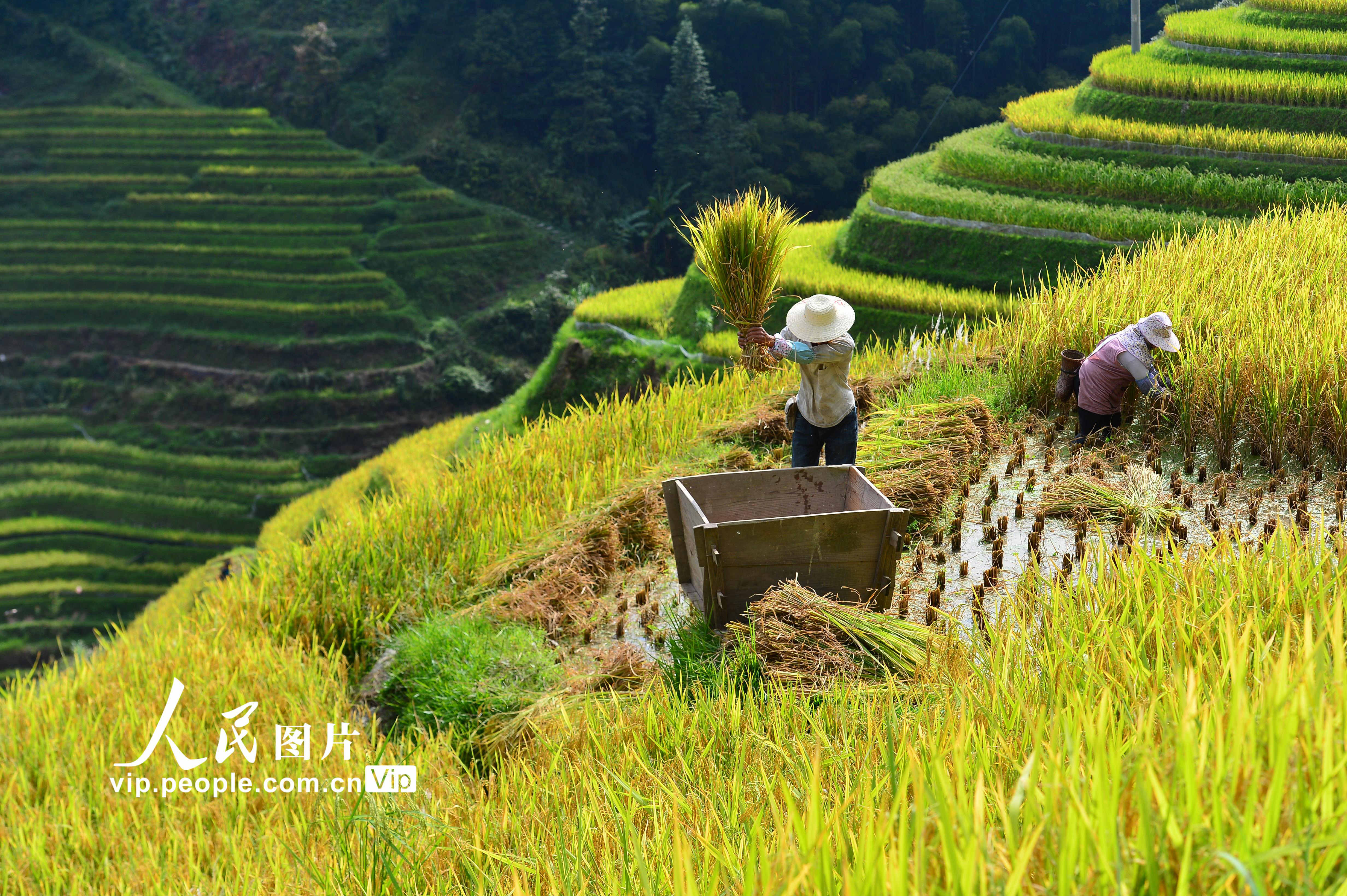 2022年9月3日，村民在贵州省黔东南苗族侗族自治州从江县加勉乡加模村梯田里收割稻谷。