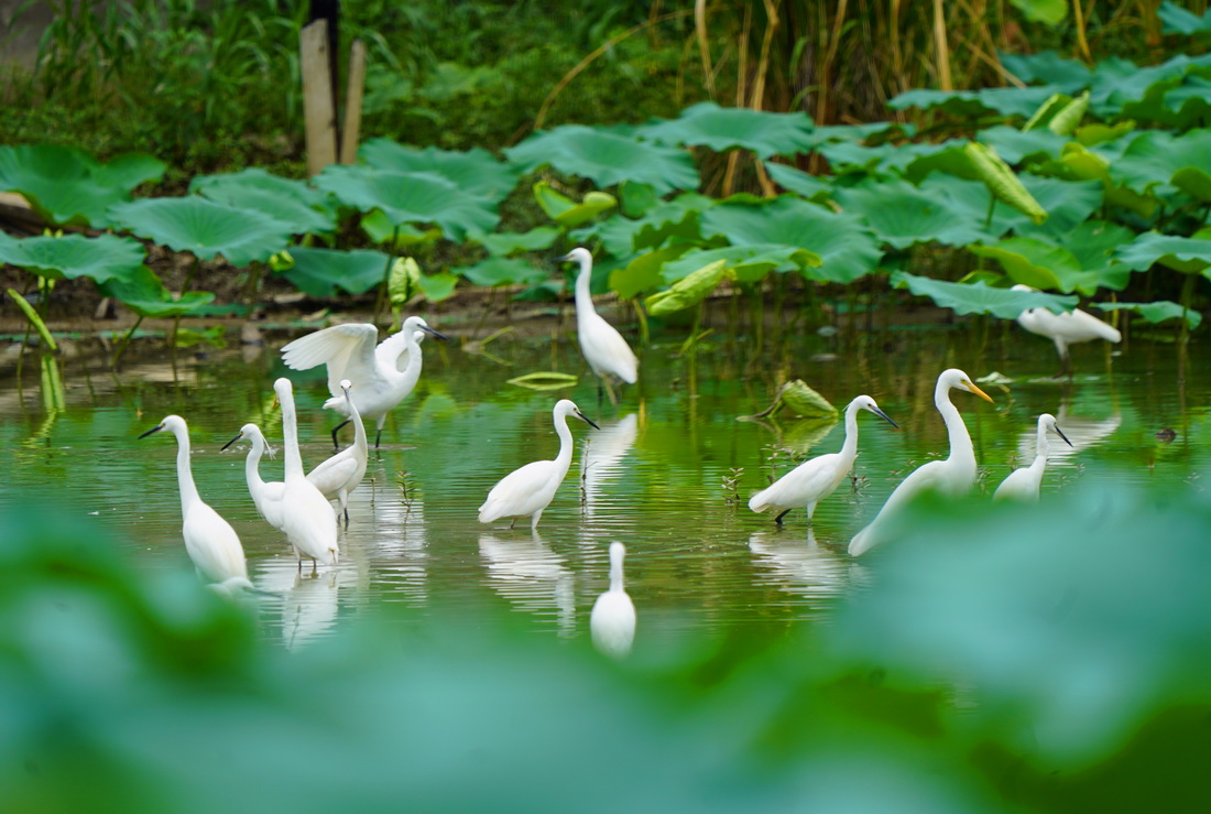 9月2日，在湖北省恩施土家族苗族自治州宣恩縣貢水河國家濕地公園，成群的白鷺在休憩覓食。新華社發（王俊攝）
