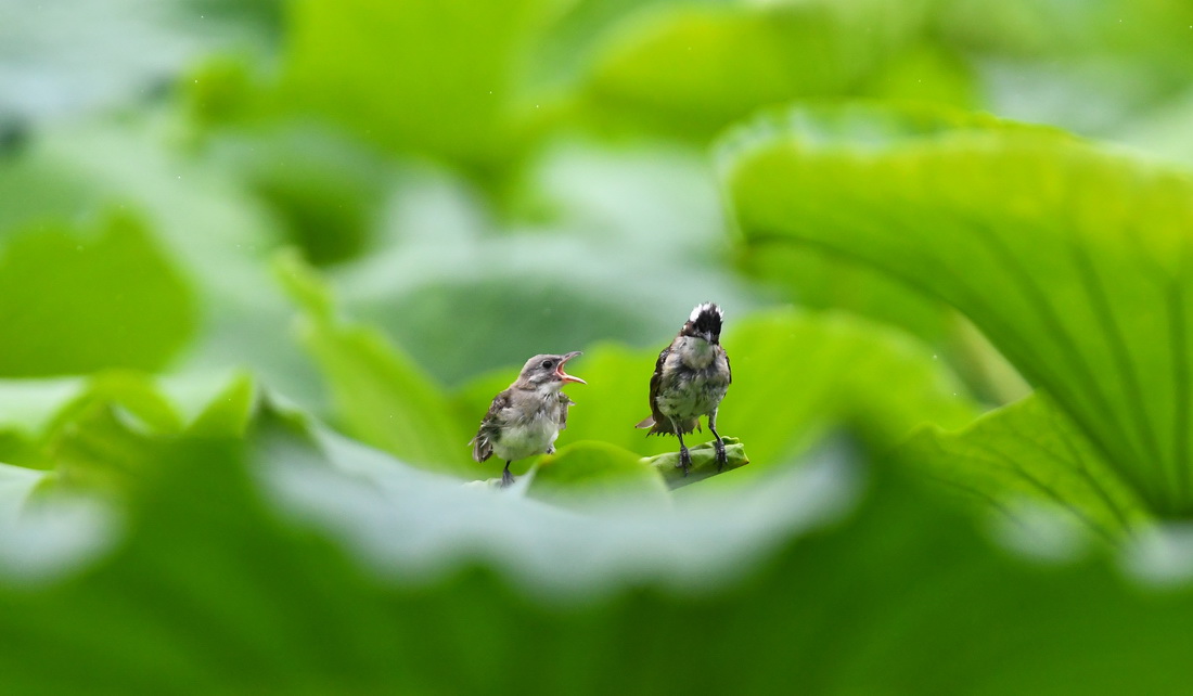 8��30�գ���ɽ��ʡ�����о��ӹ�԰����ֻС�����ں�Ҷ��С�����»��緢����־���㣩