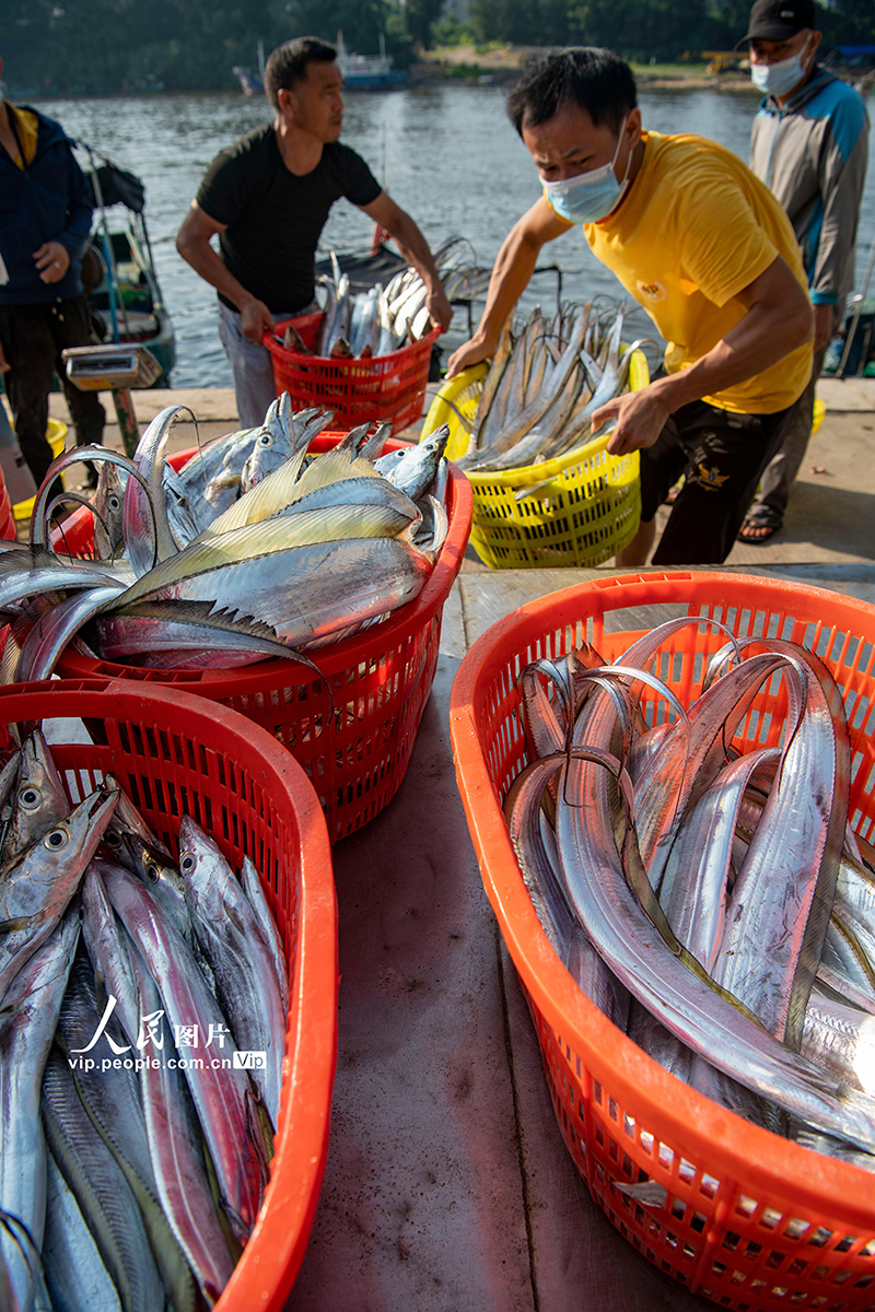 2022年9月4日，海南省琼海市潭门港的渔民在码头装卸海鱼。