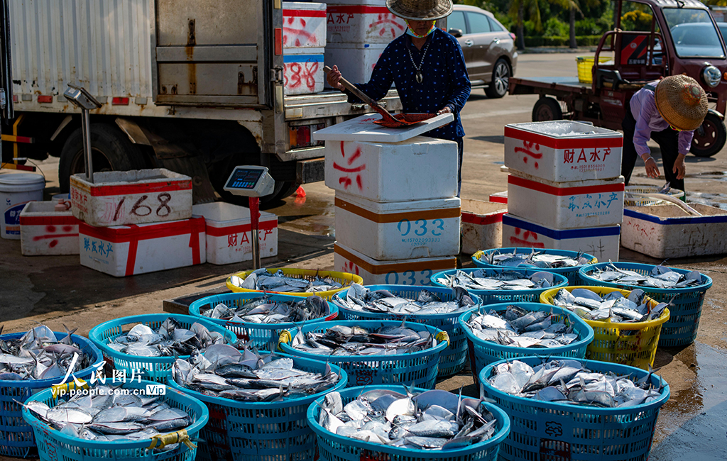 2022年9月4日，海南省琼海市潭门港的渔民在码头装卸海鱼。