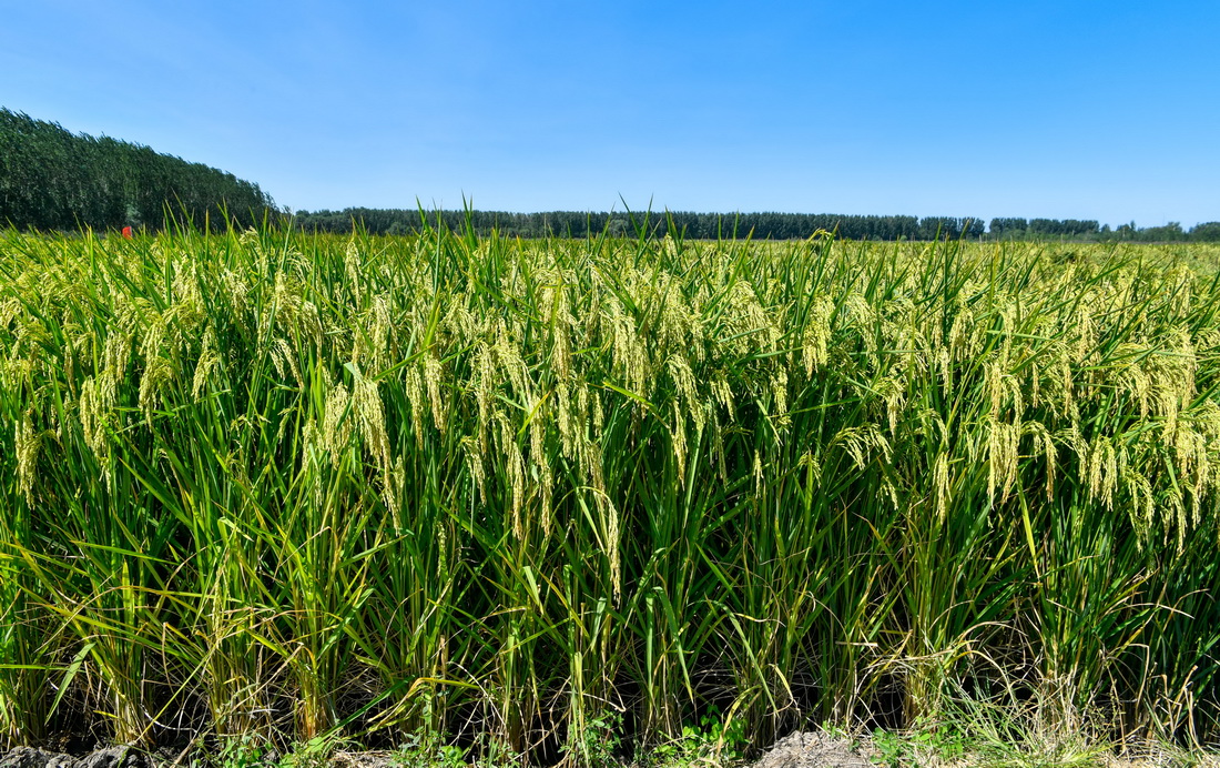 9月6日拍攝的位於天津市寧河區東棘坨鎮東白庄村的“巨型稻”試種田。