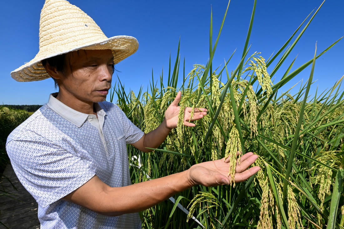 9月6日，在天津市寧河區東棘坨鎮東白庄村，工作人員展示“巨型稻”稻穗。
