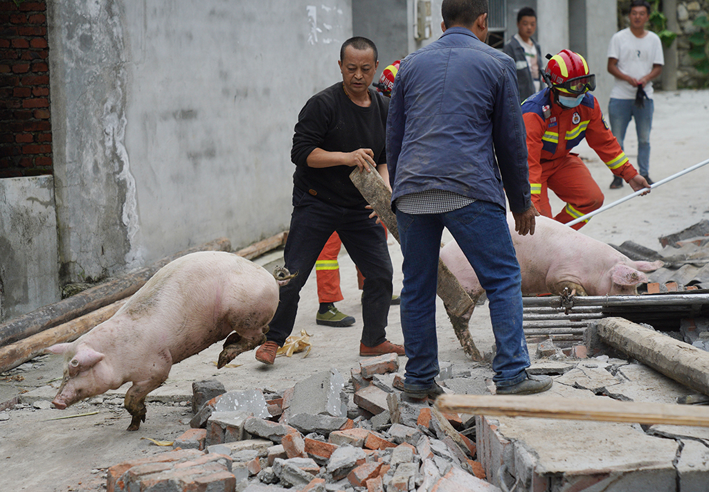 9月7日，在雅安市石棉县王岗坪彝族藏族乡幸福村二组，消防救援队员协助村民从倒塌的猪圈中转移猪。