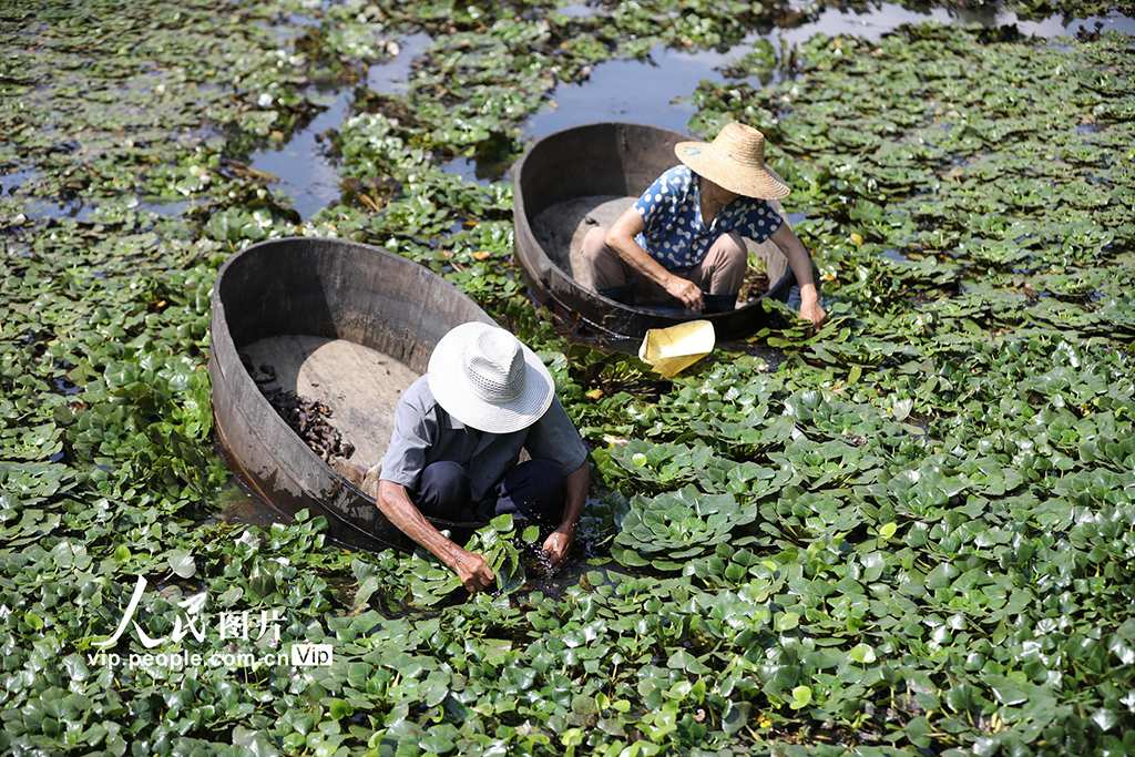 2022年9月11日，浙江省湖州市長興縣夾浦鎮太平橋村，村民們在劃著菱桶採摘菱角。