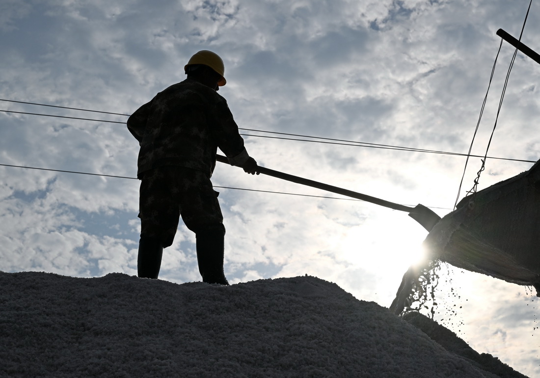 工人在天津長蘆漢沽鹽場整理鹽坨（9月14日攝）。
