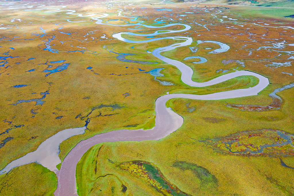 这是玛曲县阿万仓湿地内的河流和沼泽（9月17日摄，无人机照片）。