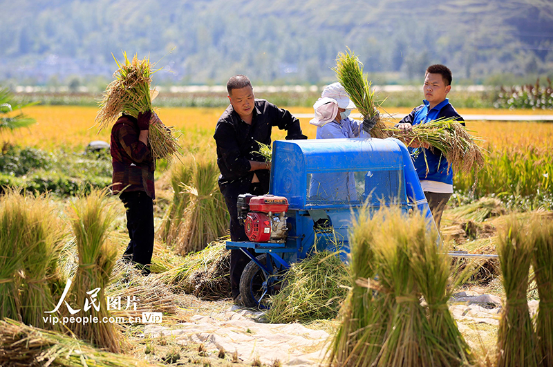 在甘肃省陇南市武都区石门镇，村民们在收获水稻。