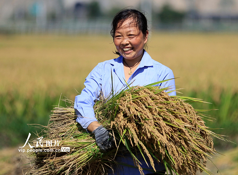 在甘肃省陇南市武都区石门镇，村民们在收获水稻。
