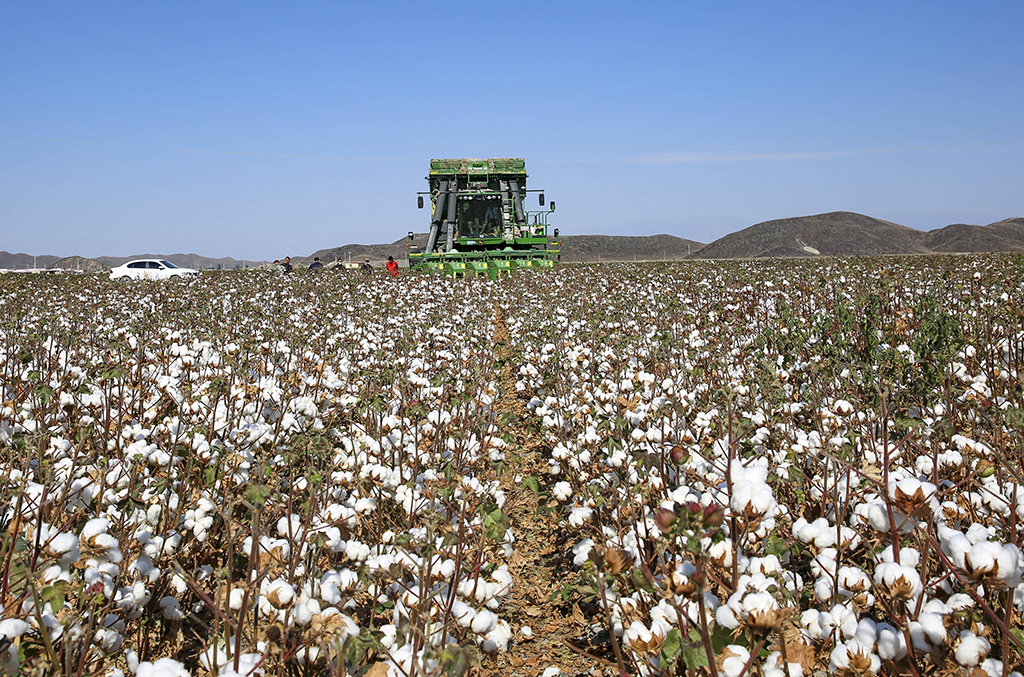 采棉机在新疆生产建设兵团第五师双河市八十六团的一处棉田采收棉花（9月18日摄）。新华社发（吕羡林 摄）