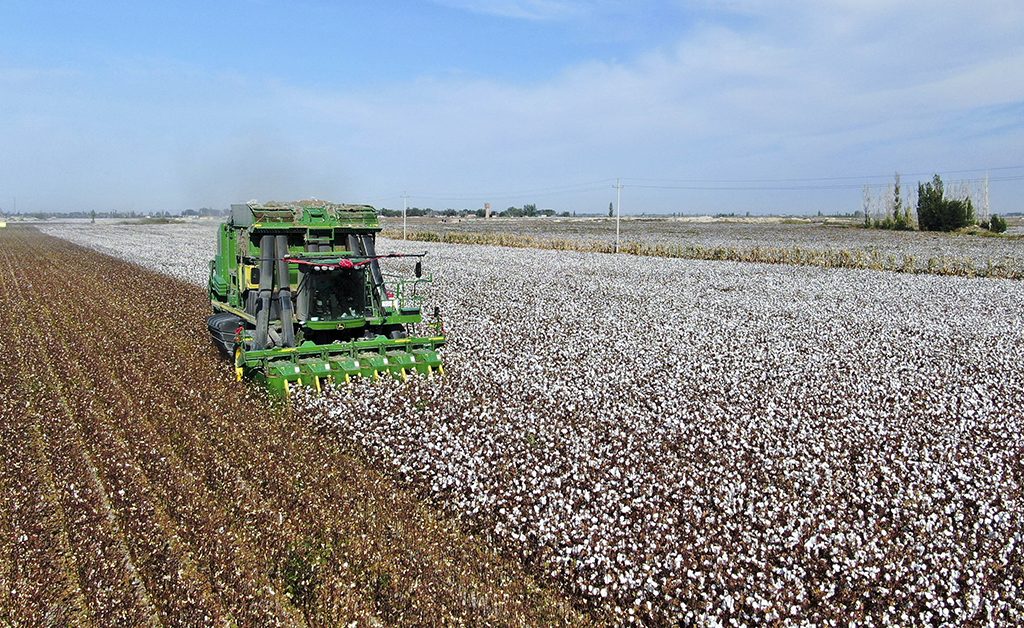 採棉機在新疆沙灣市柳毛灣鎮的棉田裡採收棉花（9月22日攝，無人機照片）。新華社發（孫志坤 攝）