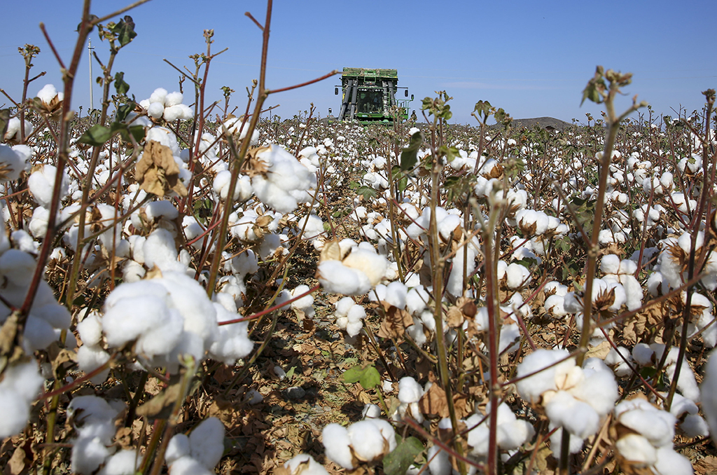 採棉機在新疆生產建設兵團第五師雙河市八十六團的一處棉田採收棉花（9月18日攝）。新華社發（呂羨林 攝）