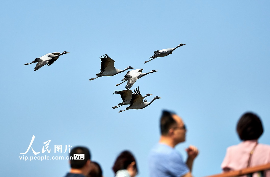 2022年9月18日，鳥兒在山東黃河三角洲國家級自然保護區內自由飛翔。