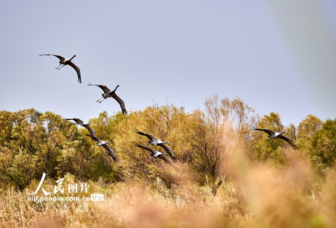 2022年9月18日，鳥兒在山東黃河三角洲國家級自然保護區內自由飛翔。