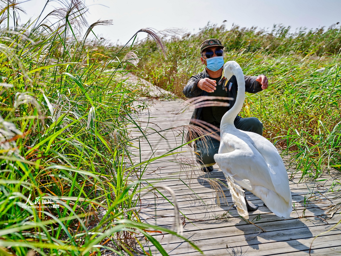 2022年9月18日，黃河三角洲國家級自然保護區鳥類馴養員李健，在引導自己救助的白天鵝小雪飛翔。