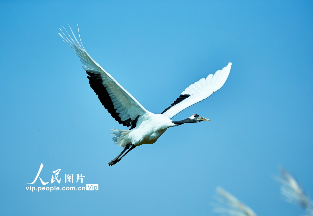 2022年9月18日，丹顶鹤在山东黄河三角洲国家级自然保护区内自由飞翔。