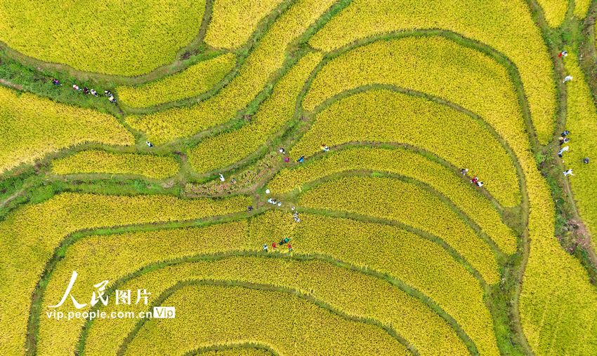9月25日，游客在湖北省宜昌市秭歸縣沙鎮溪鎮長春村高山冷水稻基地游覽。