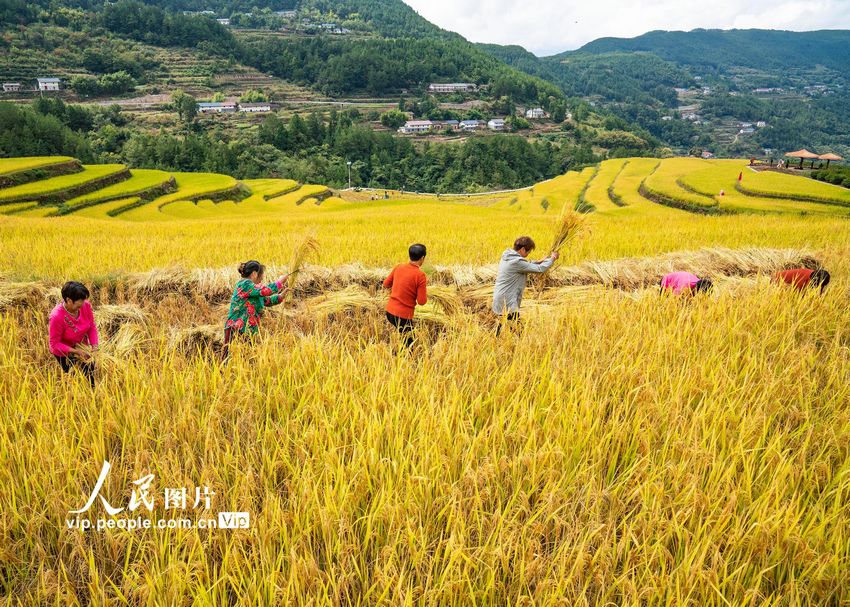 9月25日，湖北省宜昌市秭归县沙镇溪镇长春村村民在田间收获高山冷水稻。