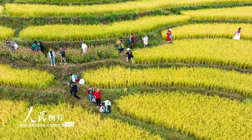 9月25日，游客在湖北省宜昌市秭归县沙镇溪镇长春村高山冷水稻基地游览。