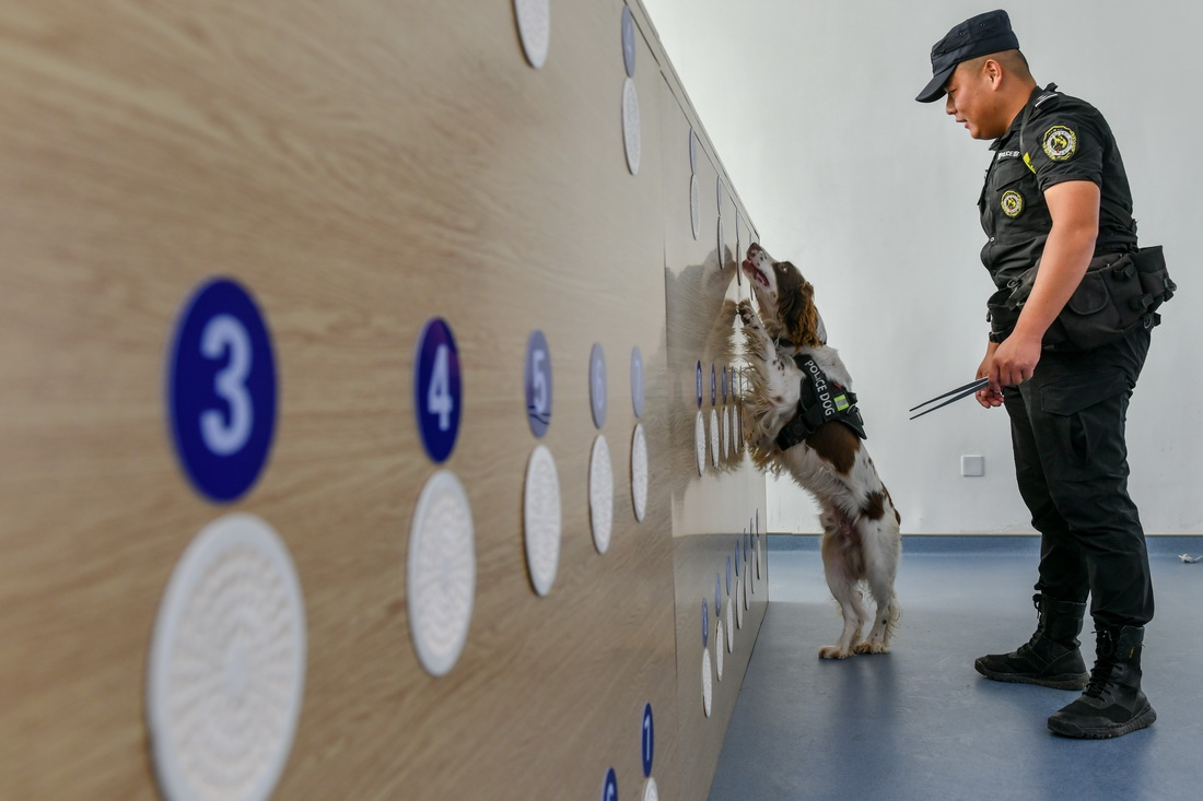 9月20日，搜爆犬“烏龍”在訓導員辛晨帶領下進行氣味搜索訓練。