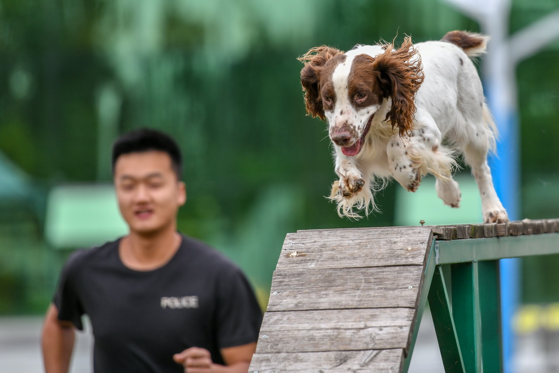 9月20日，搜索犬“饅頭”在進行越障訓練。