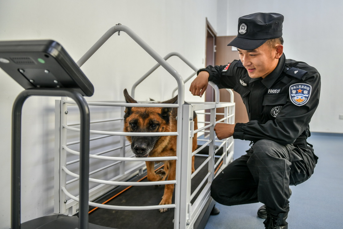 9月20日，訓導員馮如真帶領追蹤犬“阿裡”訓練體能。