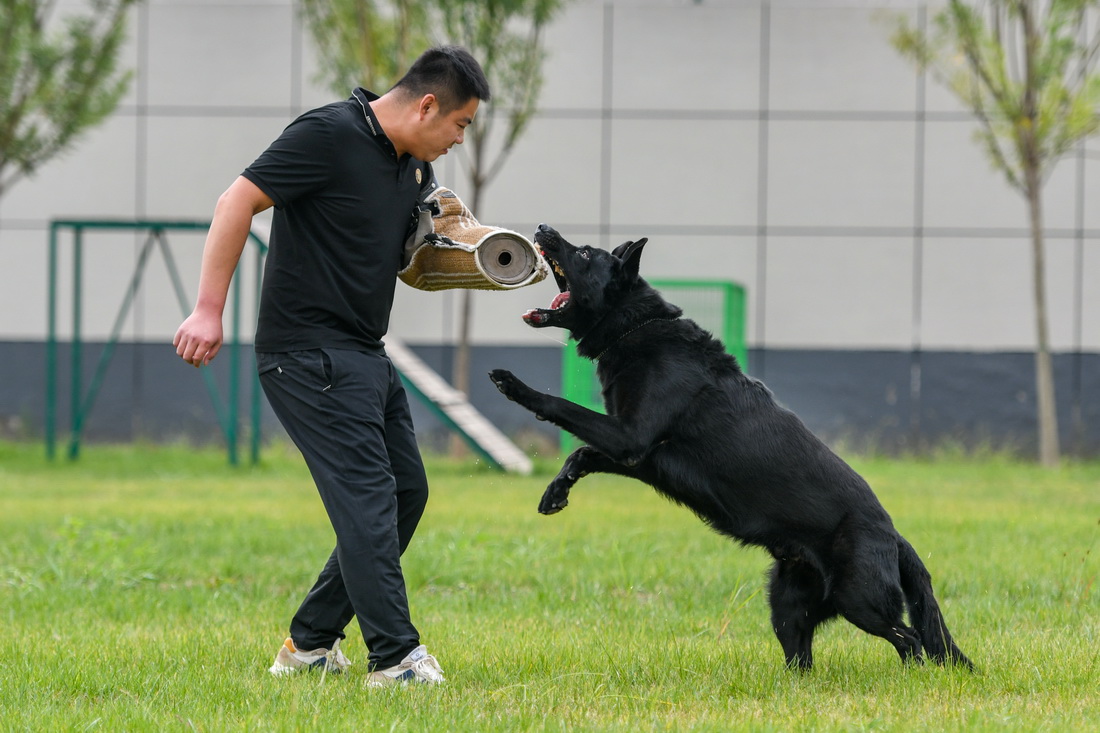 9月20日，治安犬“黑豹”進行扑咬訓練。