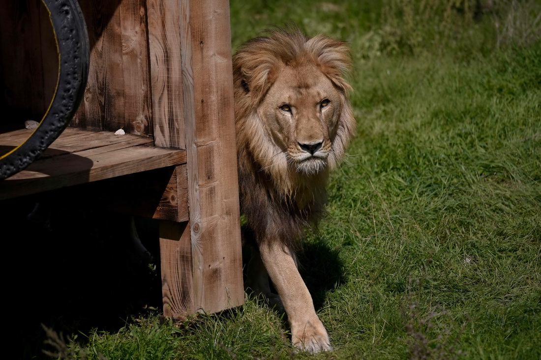 這是9月25日在科索沃普裡什蒂納附近的動物保護區拍攝的獲救的獅子“約翰”。