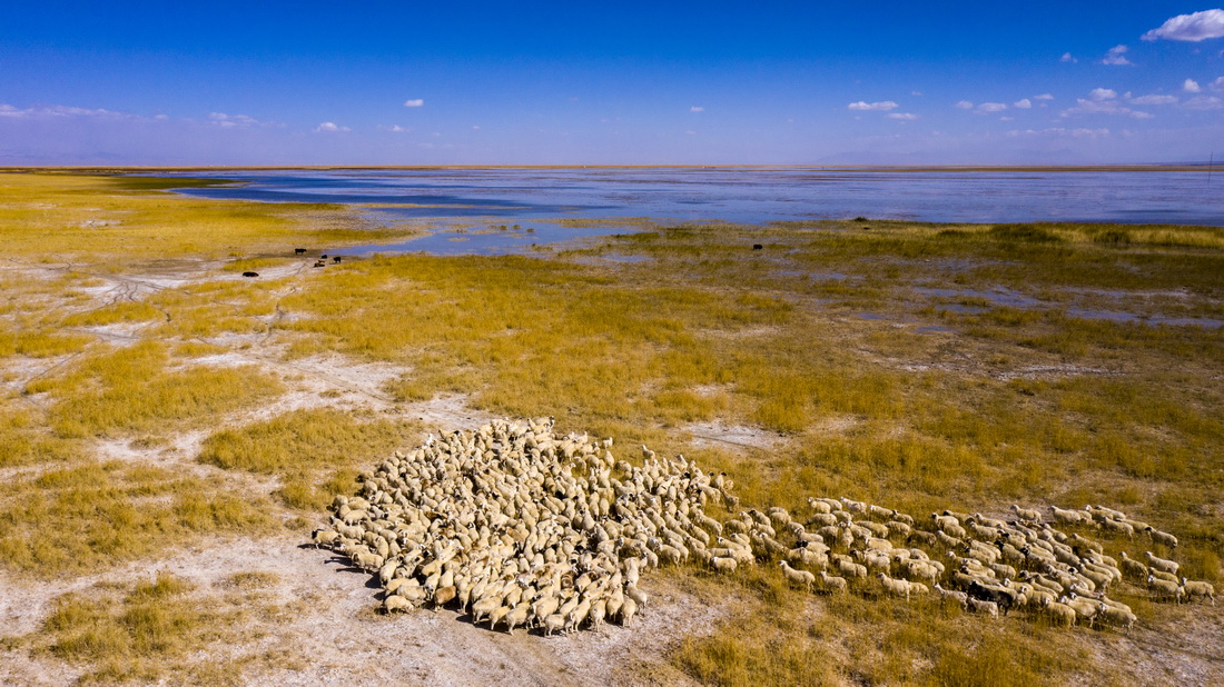 9月27日，牛羊在大蘇干湖畔覓食（無人機照片）。 