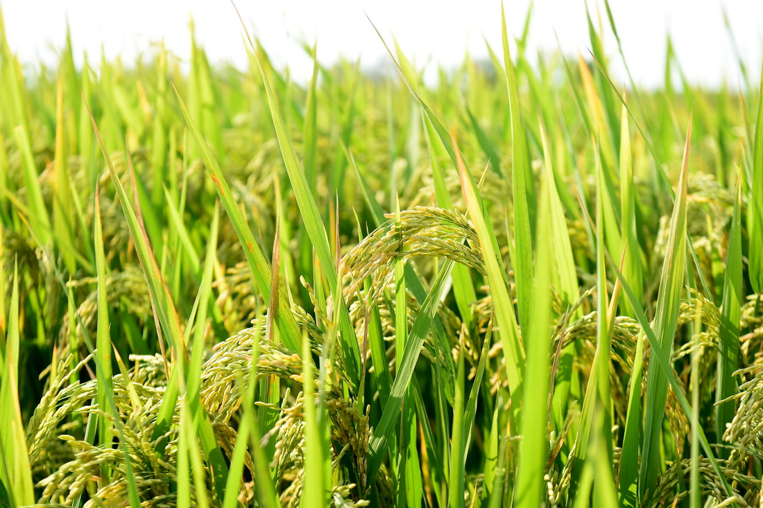 9月26日在安徽省合肥市長豐縣崗集鎮牛寨村淮西現代農業示范園節水抗旱稻試驗基地拍攝的節水抗旱稻。