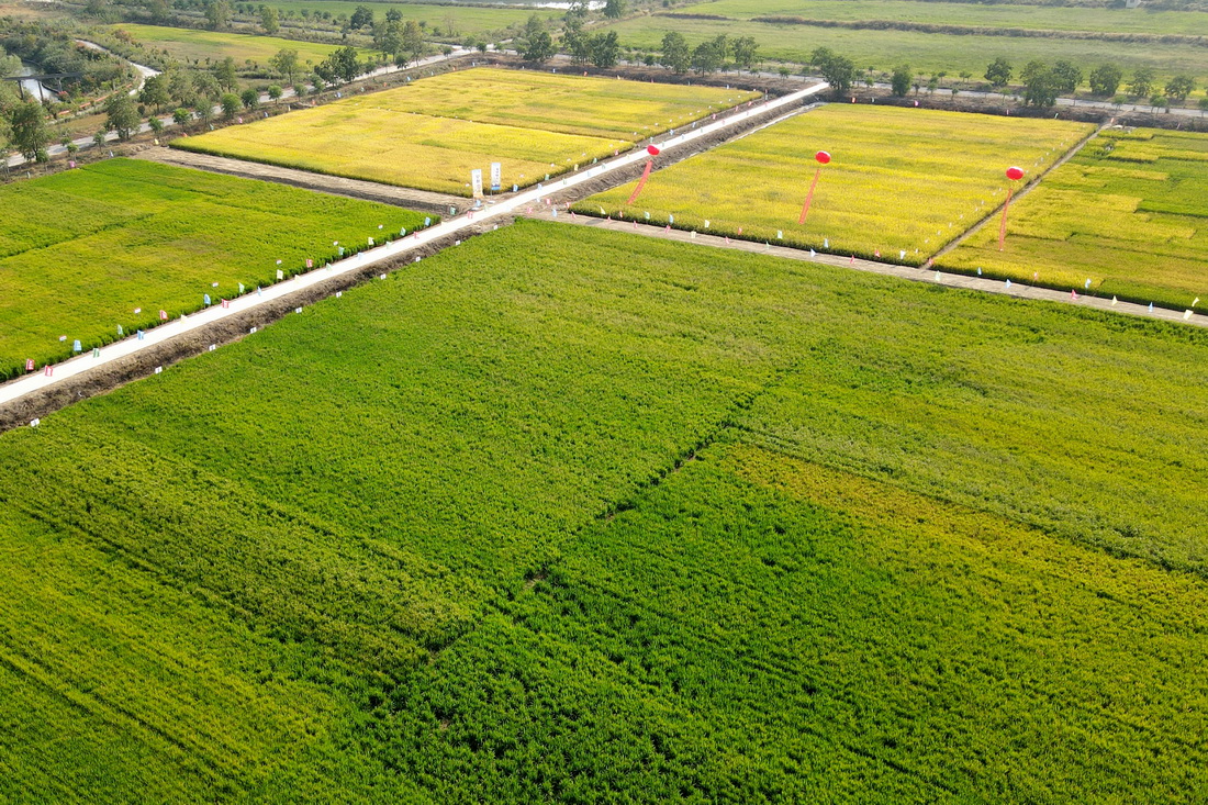 9月26日拍攝的安徽省合肥市長豐縣崗集鎮牛寨村淮西現代農業示范園節水抗旱稻試驗基地（無人機照片）。