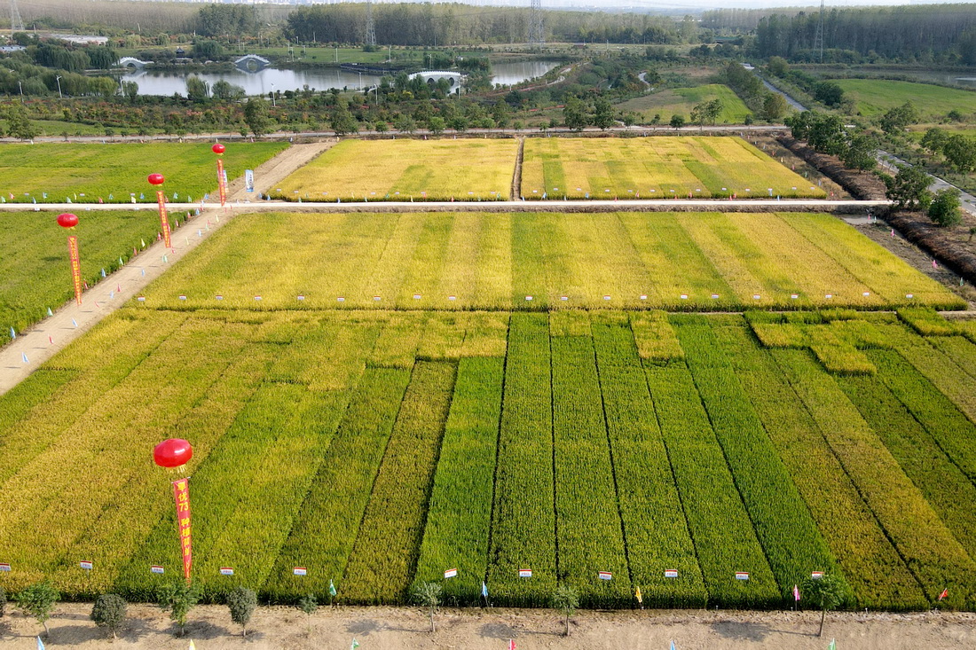 9月26日拍攝的安徽省合肥市長豐縣崗集鎮牛寨村淮西現代農業示范園節水抗旱稻試驗基地（無人機照片）。