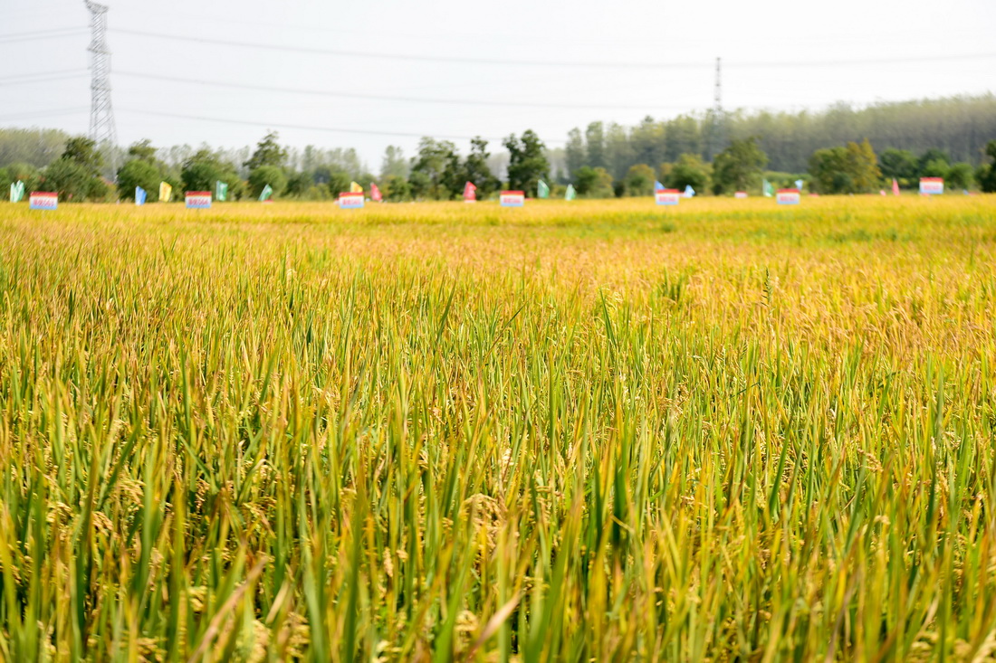 9月26日在安徽省合肥市長豐縣崗集鎮牛寨村淮西現代農業示范園節水抗旱稻試驗基地拍攝的節水抗旱稻。