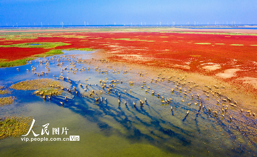 江苏东台：野生麋鹿聚集条子泥湿地