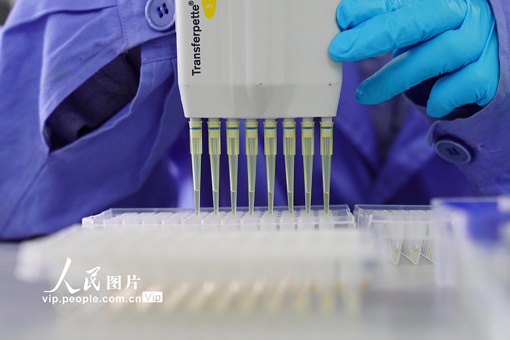 2022年10月9日，在西南大学家蚕基因组生物学国家重点实验室，参与家蚕超级泛基因组的学生在进行家蚕基因组变异检测。
