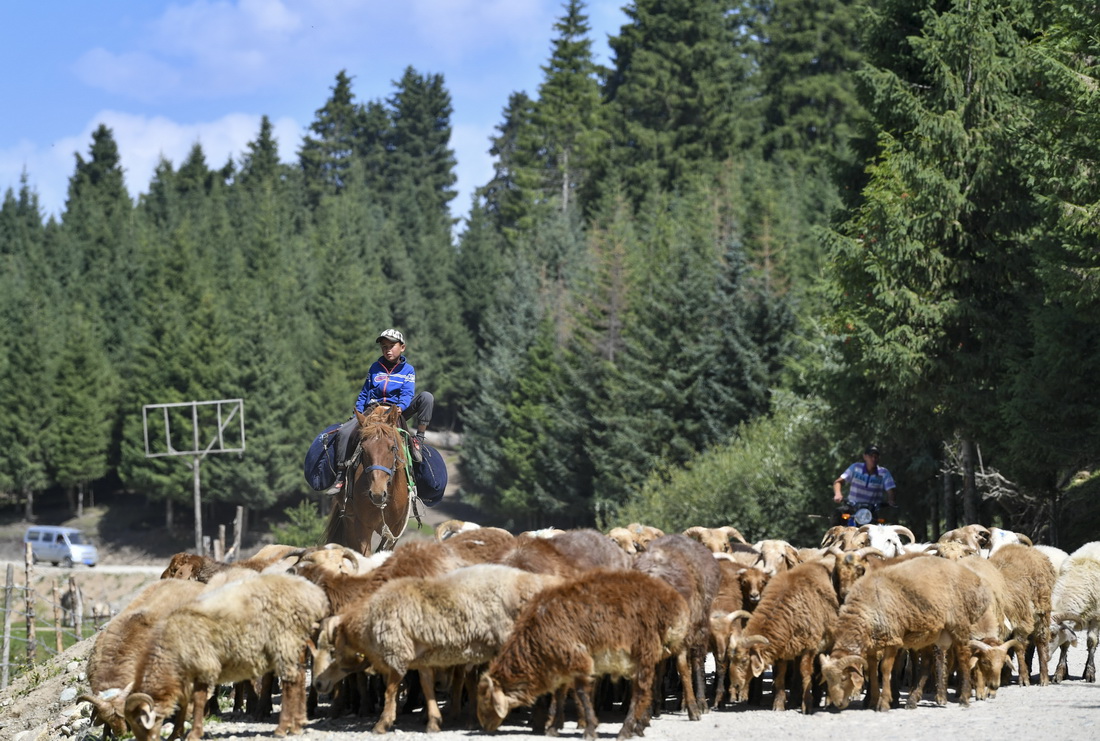 新疆特克斯縣的牧民趕著羊群轉場行進在牧區公路上（2019年8月13日攝）。新華社記者 胡虎虎 攝