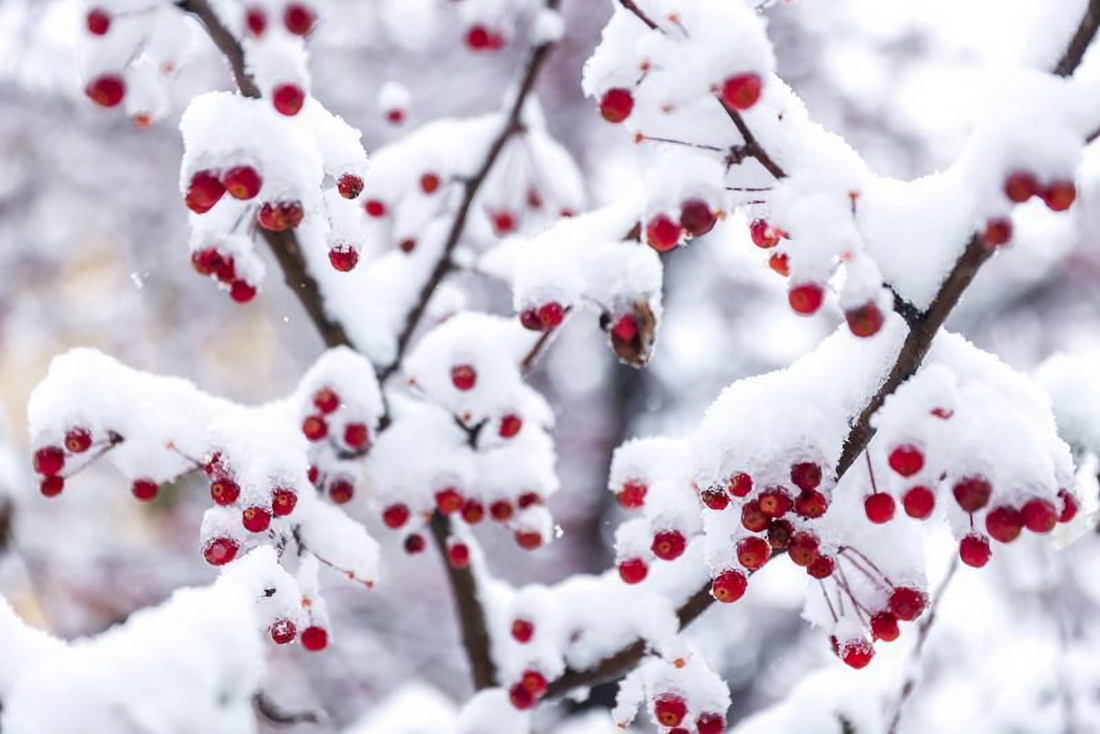 這是10月10日在長白山萬達國際度假區拍攝的雪景。新華社發（陳慧 攝）