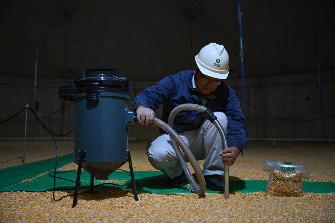 10月11日，中央儲備糧長樂直屬庫的工作人員在淺圓倉內對玉米進行取樣。