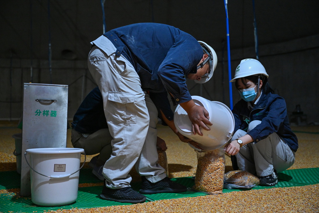 10月11日，在中央儲備糧長樂直屬庫，工作人員在淺圓倉內對玉米樣本進行分樣。