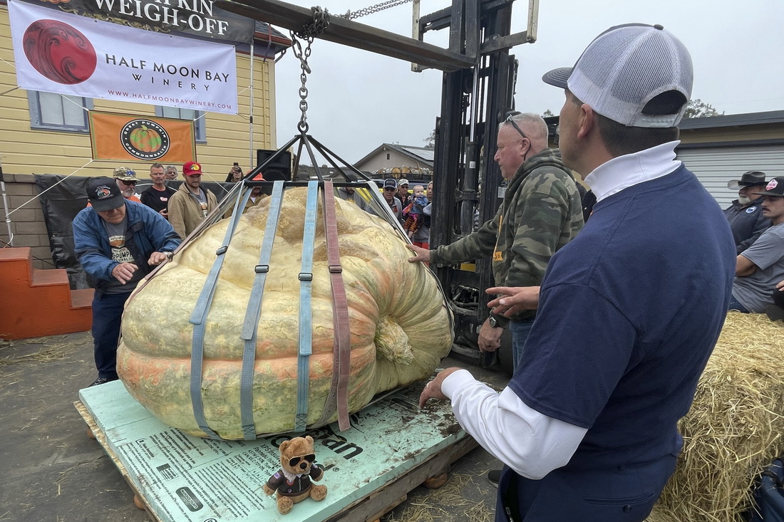10月10日，一个重逾1000公斤的巨大南瓜在美国加利福尼亚州旧金山半月湾举办的南瓜年度冠军赛中被称重。