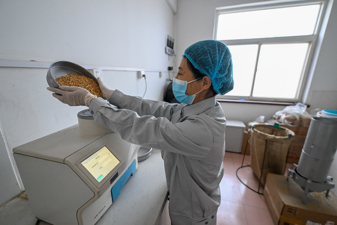 10月12日，在中央储备粮天津东丽直属库有限公司大港分公司，质检员操作仪器检测粮食水分含量。