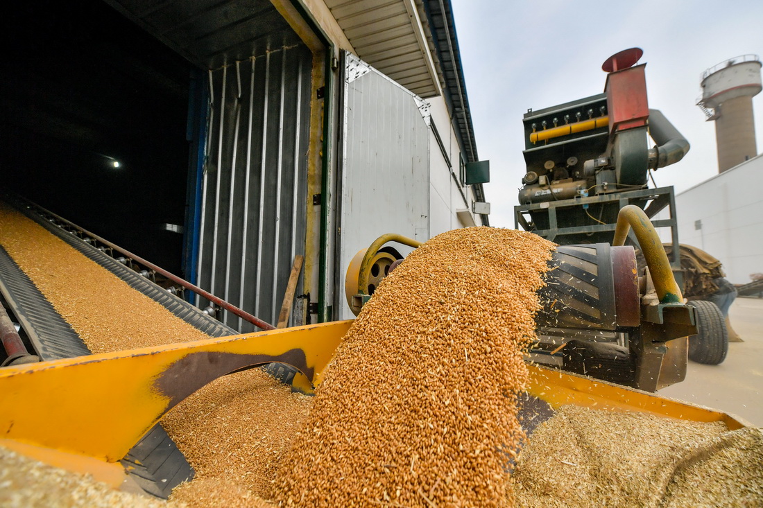 10月12日，在中央储备粮天津东丽直属库有限公司大港分公司，小麦被传送带转运至仓房内。