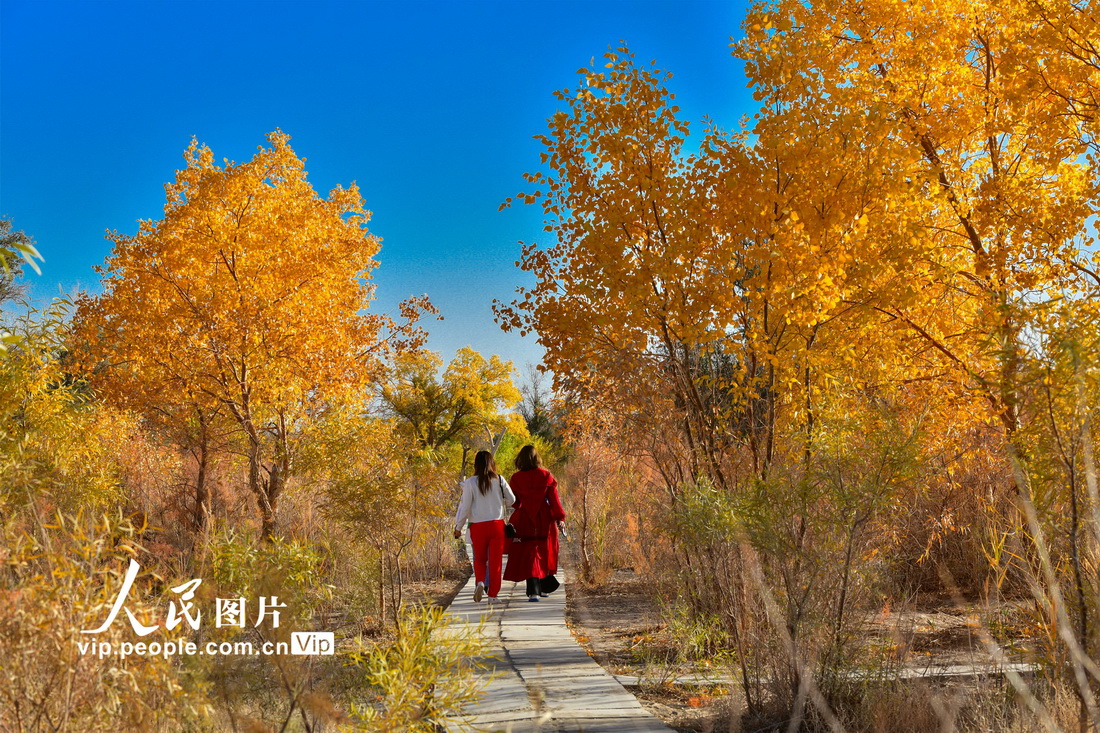 2022年10月15日，游人在敦煌市黄渠镇胡杨林观光游览。