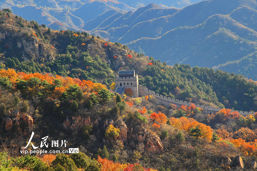北京八达岭长城秋色。