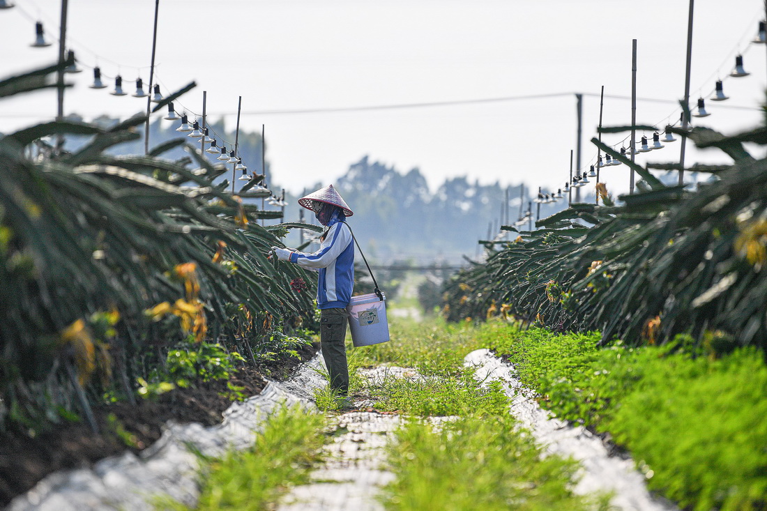 10月18日，工人在海南省东方市的火龙果种植基地采收火龙果。