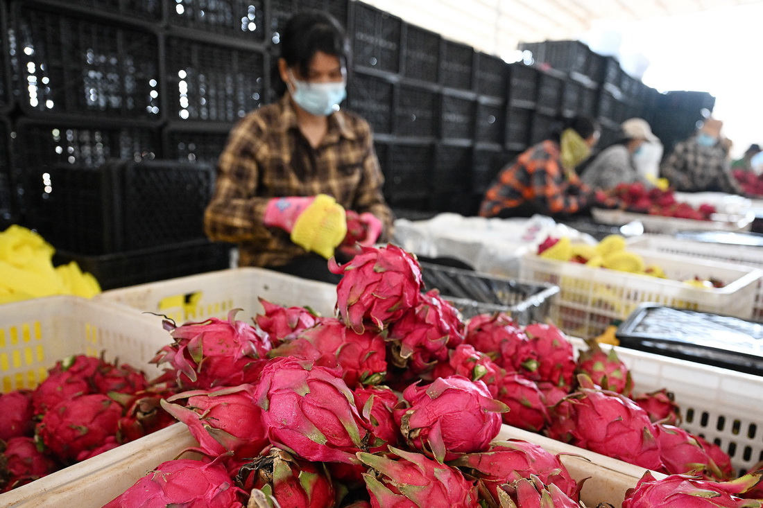 10月17日，工人在海南省东方市的一处火龙果基地包装火龙果。